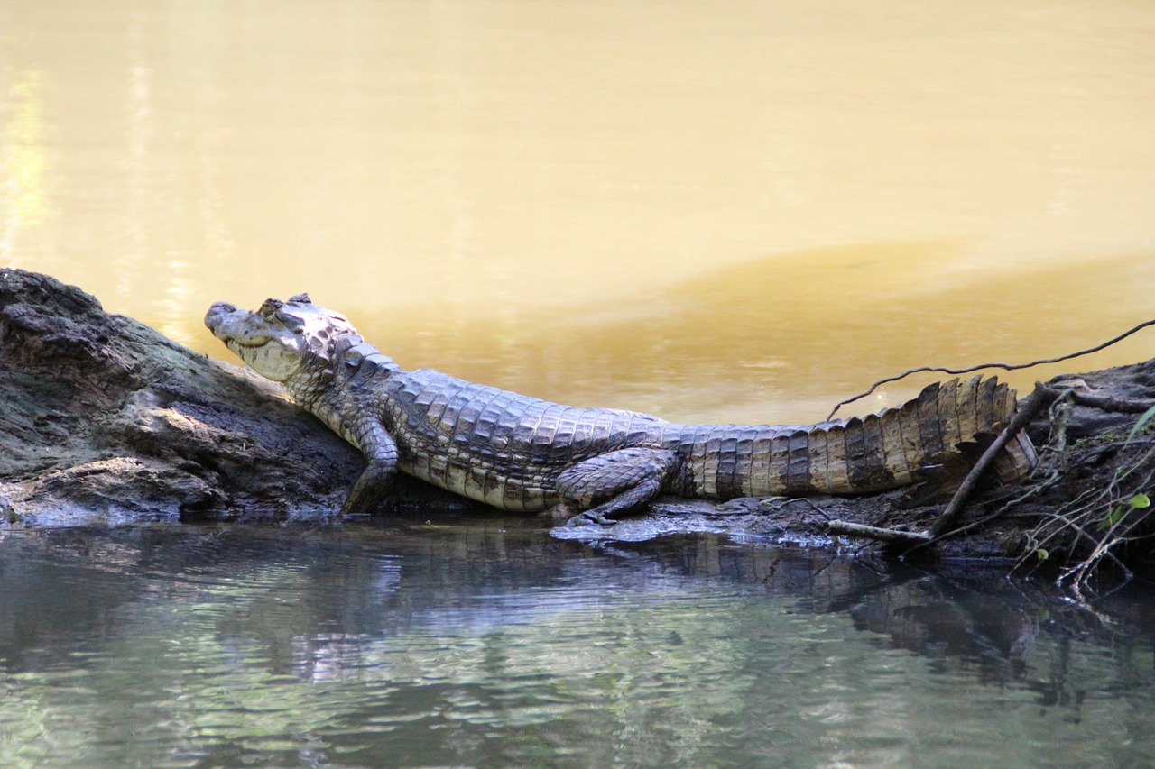 Eco-Friendly Ways to Enjoy Australia’s Daintree Rainforest